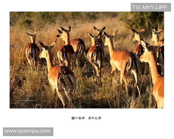 中国足球明星的魅力之旅:与世界足坛巨星的亲密接触与交流